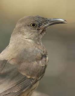 Curve-billed Thrasher (Toxostoma curvirostre), Arizona, USA