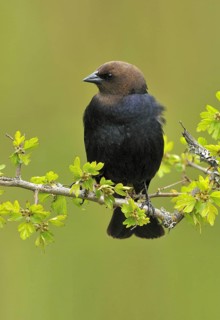 Brown-headed Cowbird (Molothrus ater), British Columbia, Canada