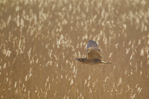 Great or Eurasian bittern (Botaurus stellaris) adult bird in flight over a reedbed, RSPB Minsmere