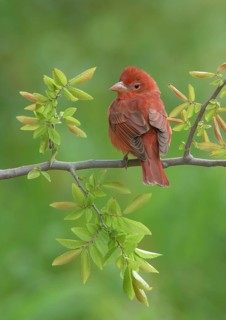 Summer Tanager (Piranga rubra) male perched on a branch, Texas, USA