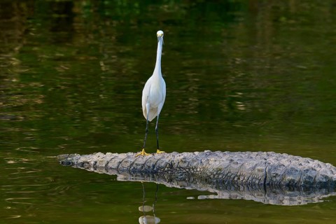 A white bird stands on a resting alligator with a reflection in the water, Great Blue Heron