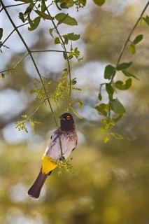 African Red-eyed Bulbul (Pycnonotus nigricans) perched on a branch, Etosha, Namibia
