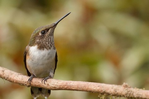 Scintillant Hummingbird (Selasphorus scintilla) female, Costa Rica