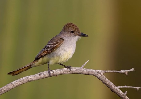Brown-crested Flycatcher (Myiarchus tyrannulus) male, Arizona, USA