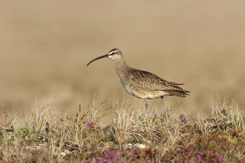 Whimbrel (Numenius phaeopus), Manitoba, Canada