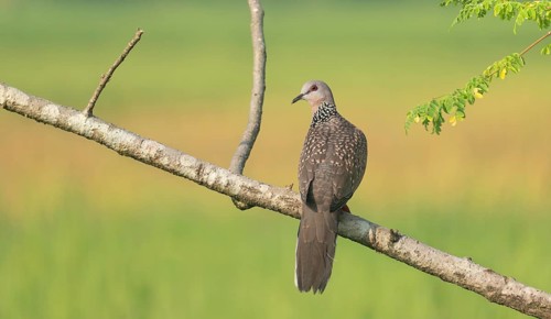 Spotted dove or eastern spotted dove (Spilopelia chinensis) on a tree branch, Sreepur, Gazipur,