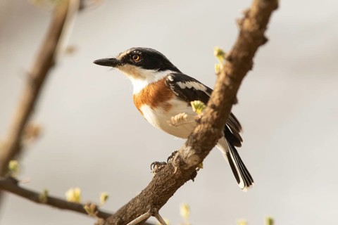 Pygmy Batis (Batis perkeo) female perched on a branch, Lake Baringo, Kenya