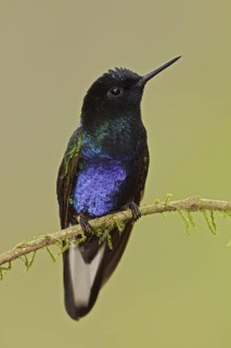 Velvet-purple Coronet (Boissonneaua jardini), Ecuador