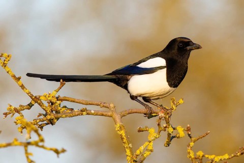 Eurasian Magpie (Pica pica), North Rhine-Westphalia, Germany