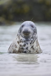 Grey seal (Halichoerus grypus) looking out of the water while swimming in the sea, Düne, Helgoland,