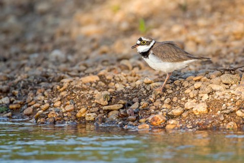 Little Ringed Plover (Charadrius dubius), Saxony-Anhalt, Germany