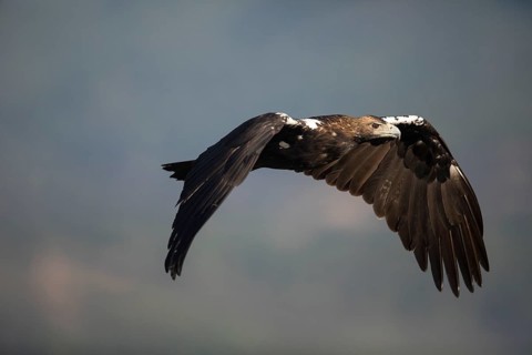 Iberian Eagle (Aquila adalberti), Spanish imperial eagle, Extremadura, Castilla La Mancha, Spain