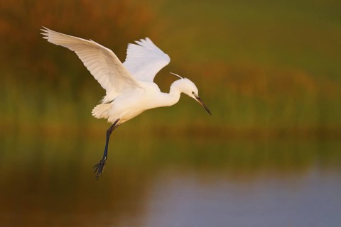 Little Egret (Egretta garzetta) flying, Greece