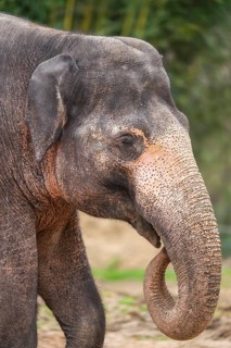 African bush elephant (Loxodonta africana), portrait, captive, distribution Africa