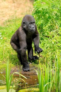 Western gorilla (Gorilla gorilla), young animal, at the water, discover