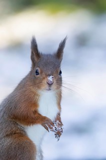 Red squirrel (Sciurus vulgaris) adult animal in snow in winter, England, United Kingdom