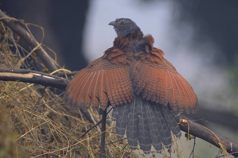 Greater Coucal (Centropus sinensis), India
