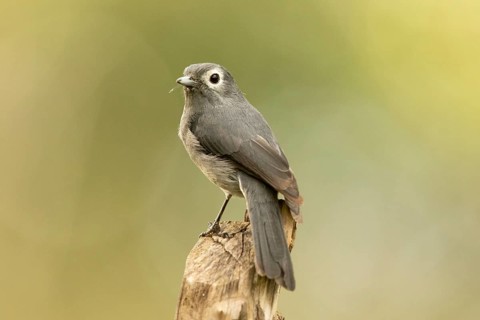 White-eyed Slaty Flycatcher (Melaenornis fischeri), Kakamega Forest, Kenya