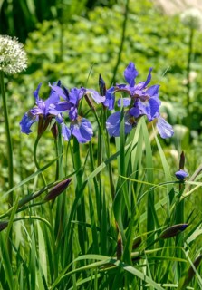 Siberian iris (Iris sibirica 'Annick'), Rhodo 2014, Federal Republic of Germany