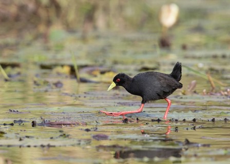 Black Crake (Amaurornis flavirostra) foraging, Gambia