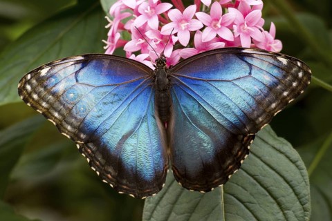 Blue morpho butterfly (Morpho sp.), Costa Rica
