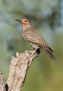 Gilded Flicker (Colaptes chrysoides) male, Arizona, USA