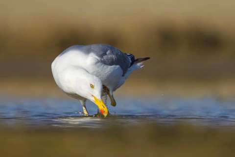 Yellow-legged Gull (Larus michahellis) foraging, North Rhine-Westphalia, Germany