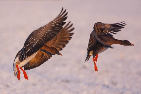 Taiga Bean Goose (Anser fabalis) flying, North Rhine-Westphalia, Germany
