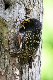 Starling (Sturnus vulgaris) feeding the young bird in a woodpecker cavity, North Rhine-Westphalia,