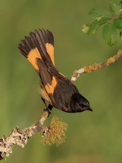 American Redstart (Setophaga ruticilla) male perched on lichen branch, Texas, USA