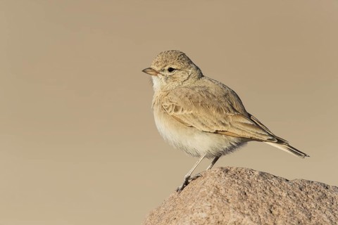 Bar-tailed Lark (Ammomanes cinctura), Eilat, Israel