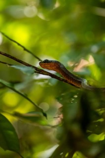 American whipsnake (Mastigodryas melanolomus), slithering on a branch, in the rainforest, Corcovado