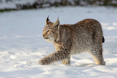 Eurasian lynx (Lynx lynx), young in the snow, captive, Germany