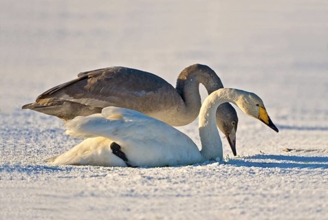 Whooper Swan (Cygnus cygnus), Schleswig-Holstein, Germany