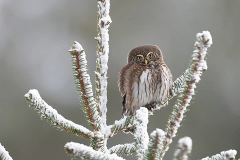Eurasian Pygmy Owl (Glaucidium passerinum), Saxony, Germany