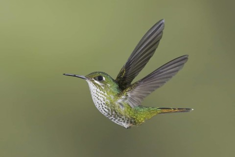 Booted Racket-tail (Ocreatus underwoodii), Ecuador