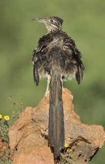 Greater Roadrunner (Geococcyx californianus), Arizona, USA