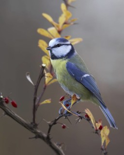 Eurasian Blue Tit (Cyanistes caeruleus), Mecklenburg-Western Pomerania, Germany
