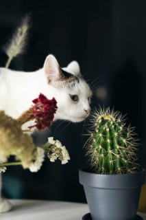 A curious white cat examines a potted cactus and flowers, highlighting nature and exploration. The