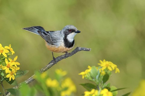 Rufous Whistler (Pachycephala rufiventris) male, Victoria, Australia