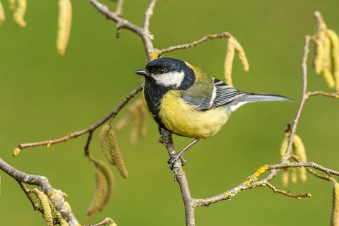 Great Tit (parus major) Great Tit • Baden-Württemberg, Germany, Baden-Württemberg, Federal Republic