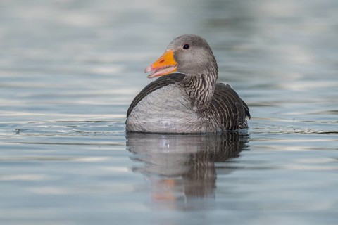 Greylag Goose (Anser anser), Iceland