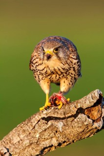 Common Kestrel (Falco tinnunculus) female with prey, Castile-La Mancha, Spain