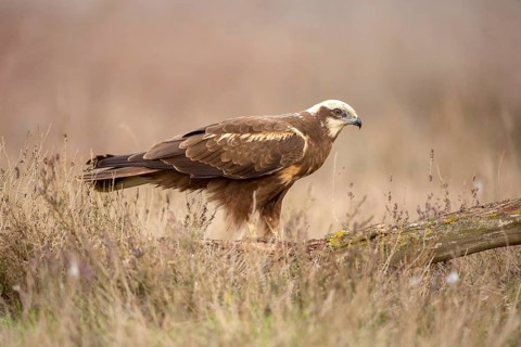 Western Marsh Harrier (Circus aeruginosus) female, Castile-La Mancha, Spain