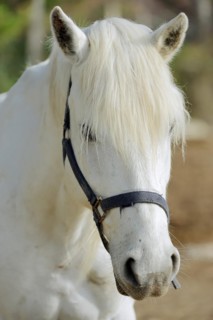 Camargue horse, portrait with bridle, Camargue, Provence, South of France