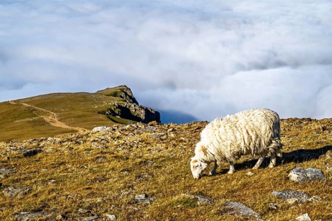Sheeps on Snowdon Massif, Snowdon Range, Snowdonia, North Wales, UK