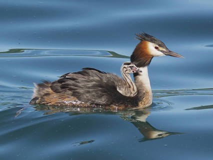 Great crested grebe with downy chicks (Podiceps cristatus)