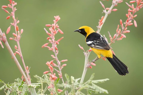 Hooded Oriole (Icterus cucullatus) male perched on a flowering branch, Arizona, USA