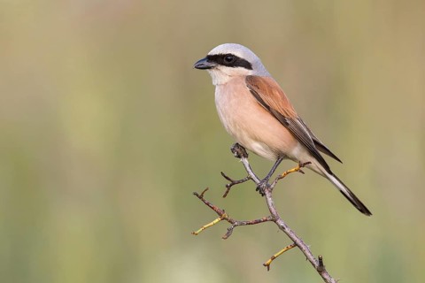 Red-backed Shrike (Lanius collurio) perched on a branch, Poland