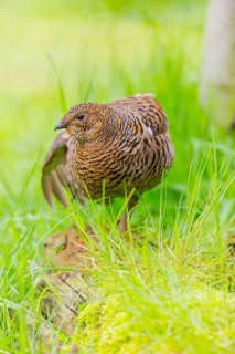 A female Black Grouse (Tetrao tetrix) stands on a green meadow